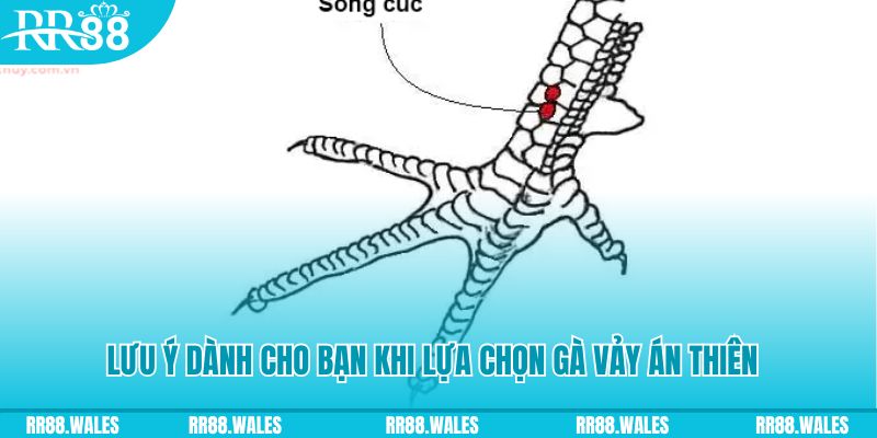 98win vin how to play roulette at casino