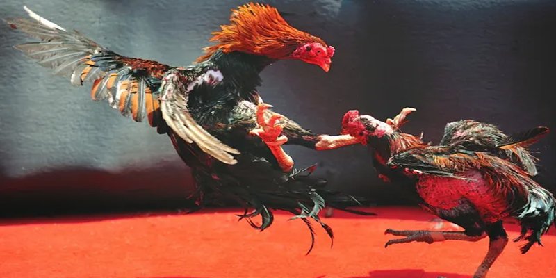 98win vin đăng nhập nổ hũ số 1