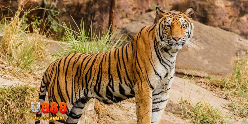 98win vin ban ca vip online