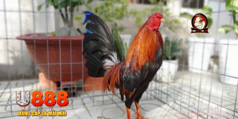 98win vin tải nổ hũ trên máy tính