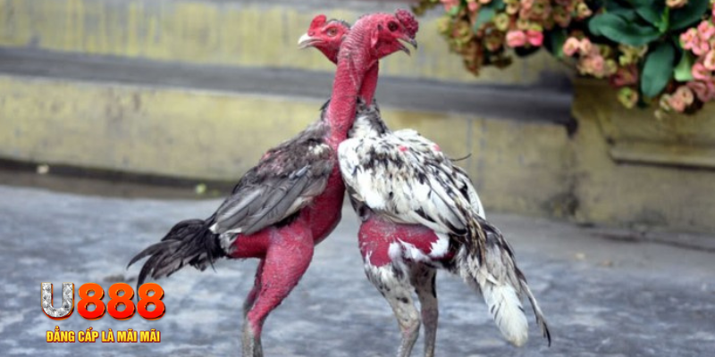 98win vin bàn cầu điểm số tay trước trong baccarat là gì