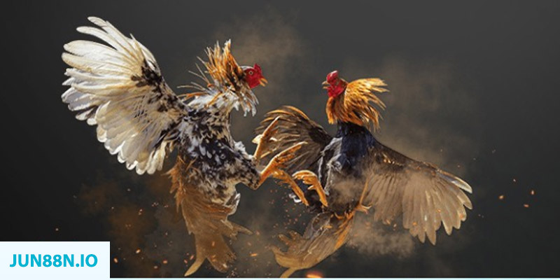 98win vin đăng nhập sòng bạc miễn phí